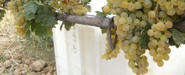 Domaine de L’Orme Saint Pourçain Les Grands Vaux Tressallier 2011