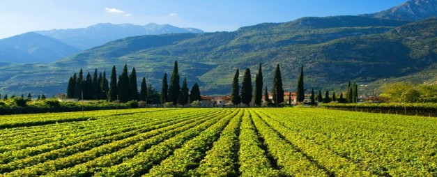 Morgan Twelve Clones Pinot Noir 2013, Santa Lucia Highlands